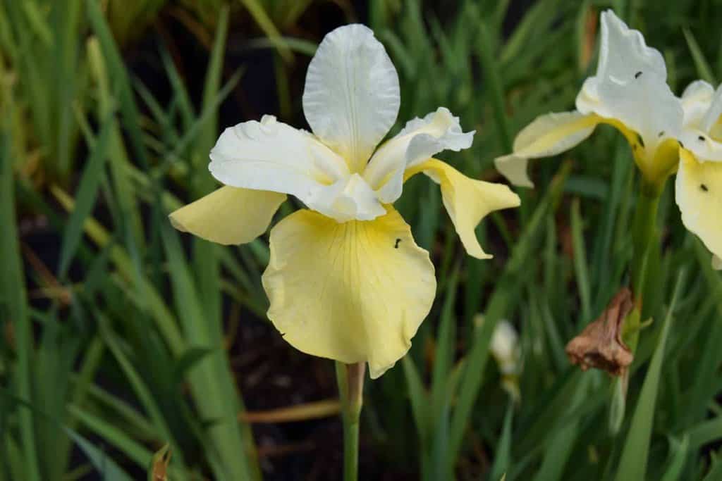 Iris sibirica 'Butter and Sugar' ---